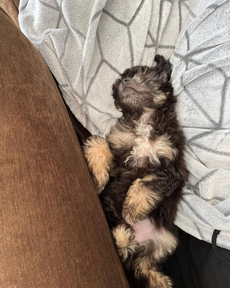 Small Mini Aussiedoodle Pup