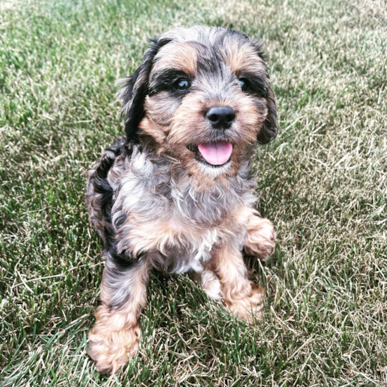 Adorable Cavoodle Poodle Mix Pup