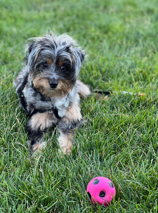 Mini Aussiedoodle