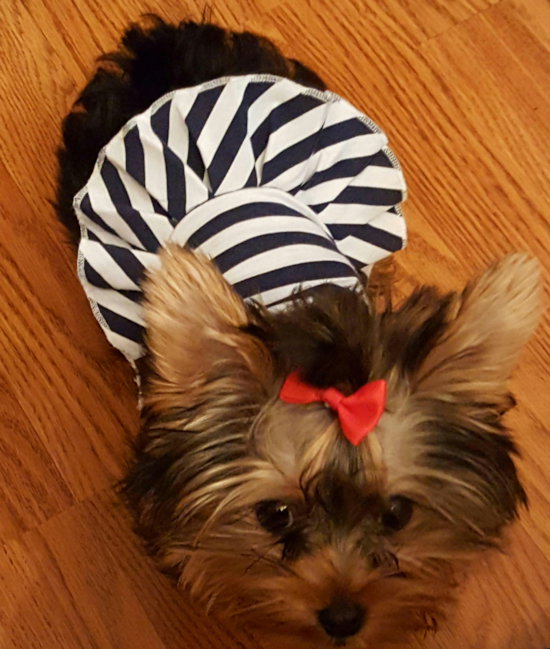 Smart Yorkshire Terrier Pup in Brooklyn NY