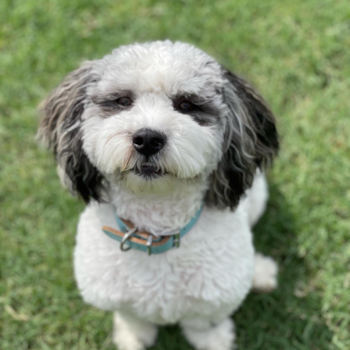 CHANDLER, a Shih Poo puppy from Surprise  AZ