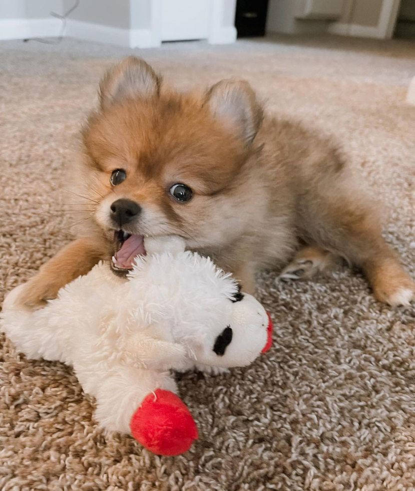 Popular Pomeranian Pup