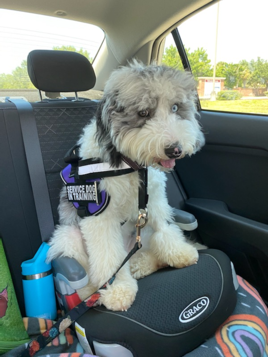 Sweet Mini Sheepadoodle Pup