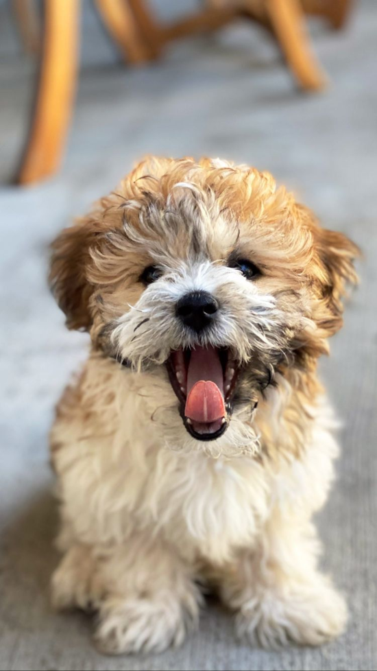 Energetic Havanese Purebred Pup