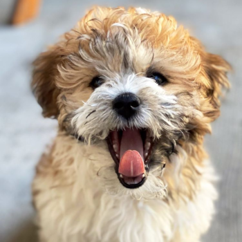 Bae, a Havanese puppy from Pittsburgh PA