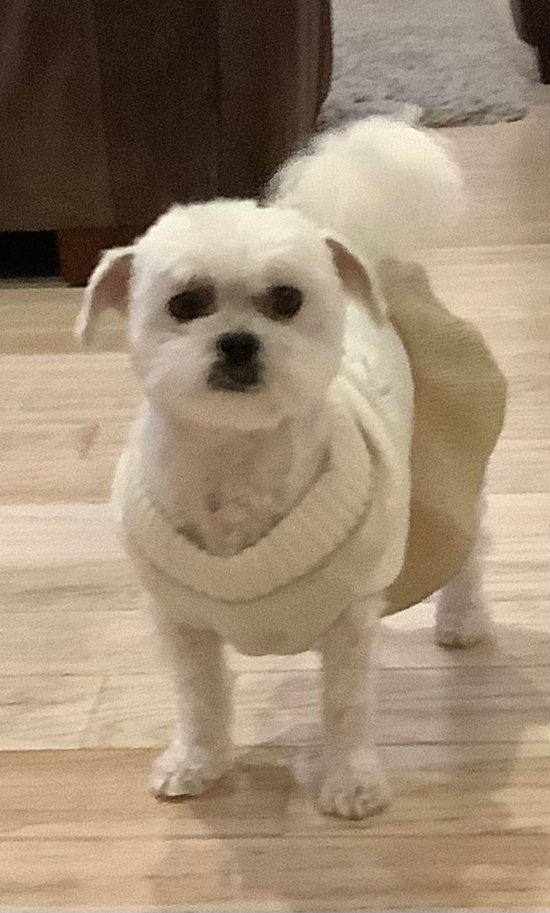 Teddy Bear