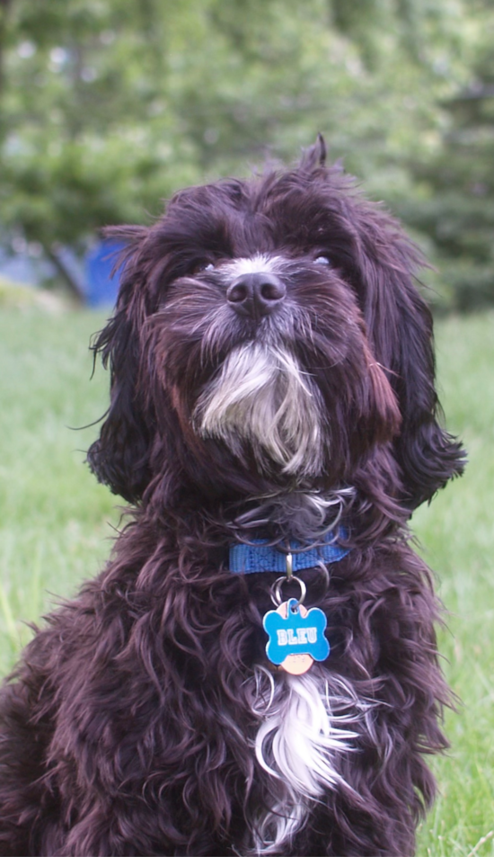 Cute Cavapoo Pup