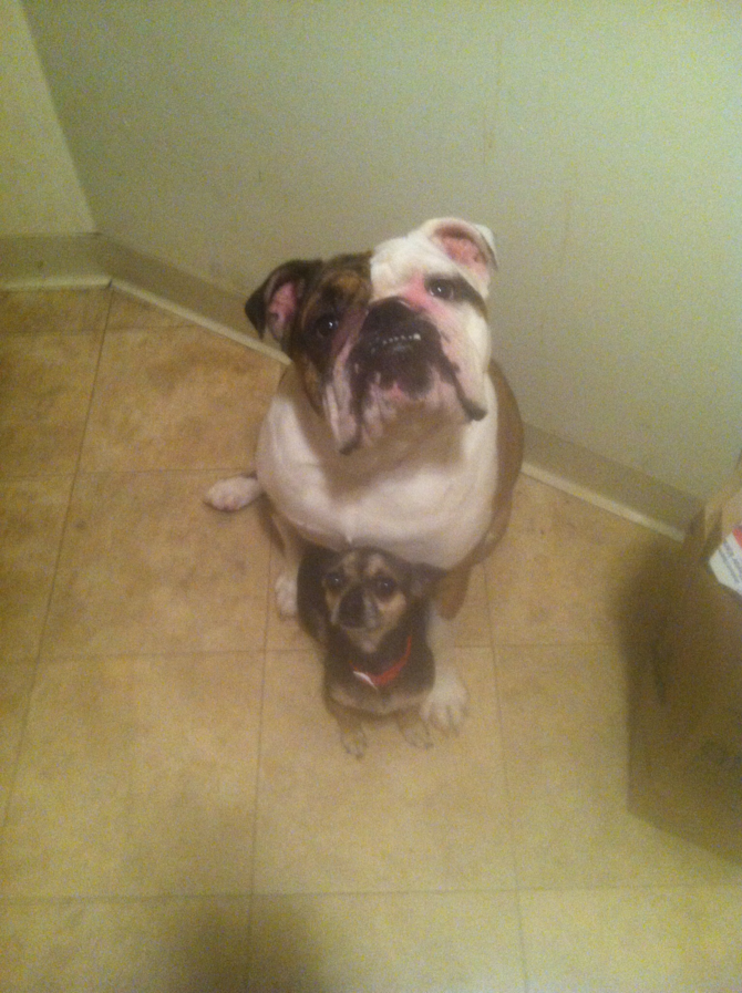 Dozer - Bulldog Puppy For Sale Premier Pups Dozer - Bulldog Puppy For Sale Premier Pups
