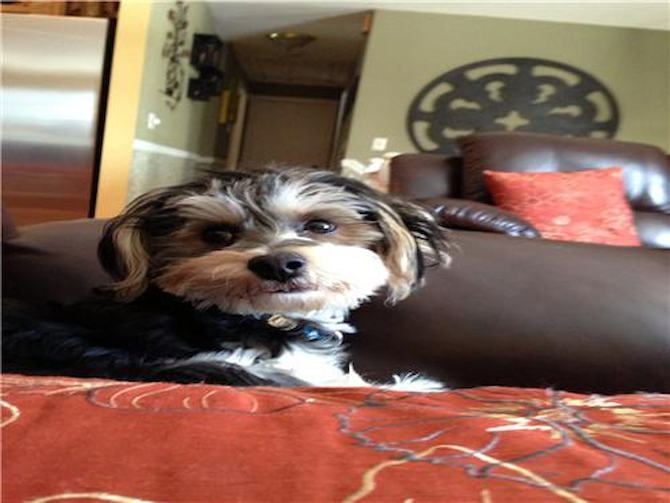 Teddy - Morkie Puppy For Sale Premier Pups Teddy - Morkie Puppy For Sale Premier Pups