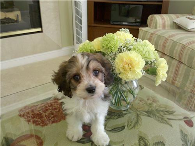 Charley - Cavapoo Puppy For Sale Premier Pups Charley - Cavapoo Puppy For Sale Premier Pups