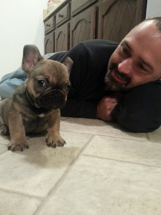 French Bulldog