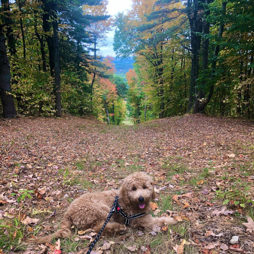 Friendly Mini Goldendoodle Pup