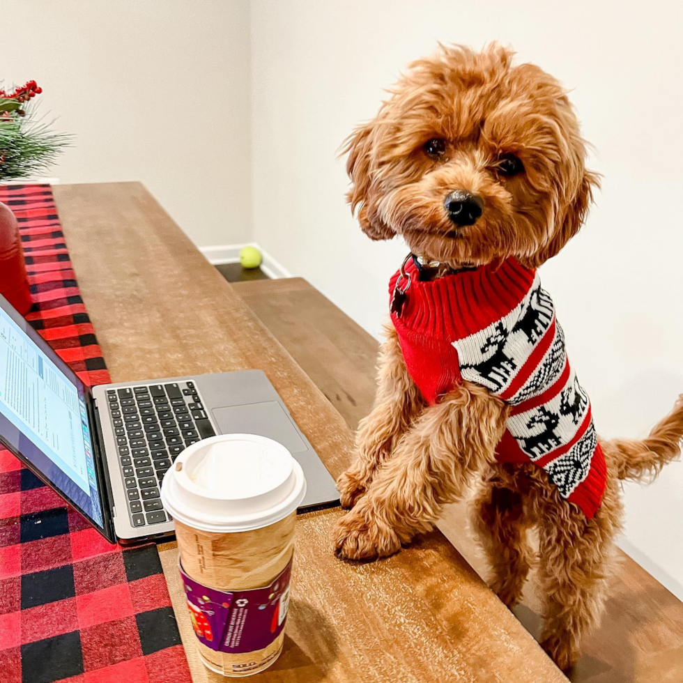 Friendly Cavapoo Pup