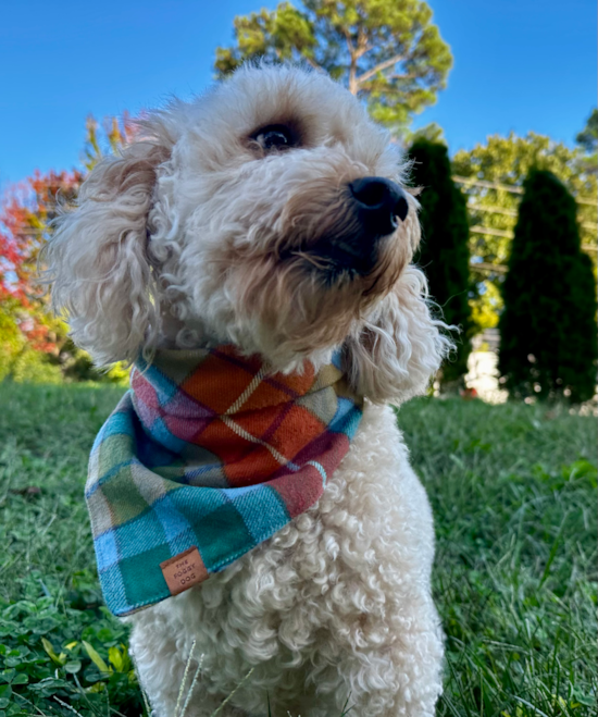 Mini Goldendoodle Being Cute