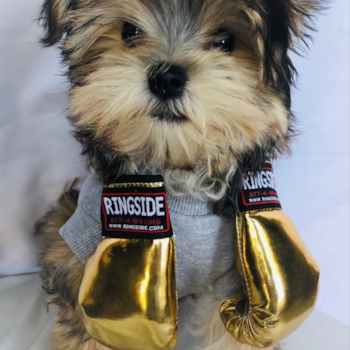 Rocky, a Morkie puppy from Irvine, CA Rocky, a Morkie puppy from Irvine, CA