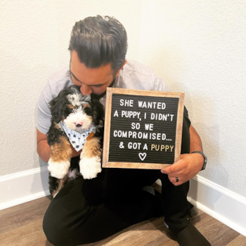 Whiskey, a Mini Bernedoodle puppy from Aubrey TX