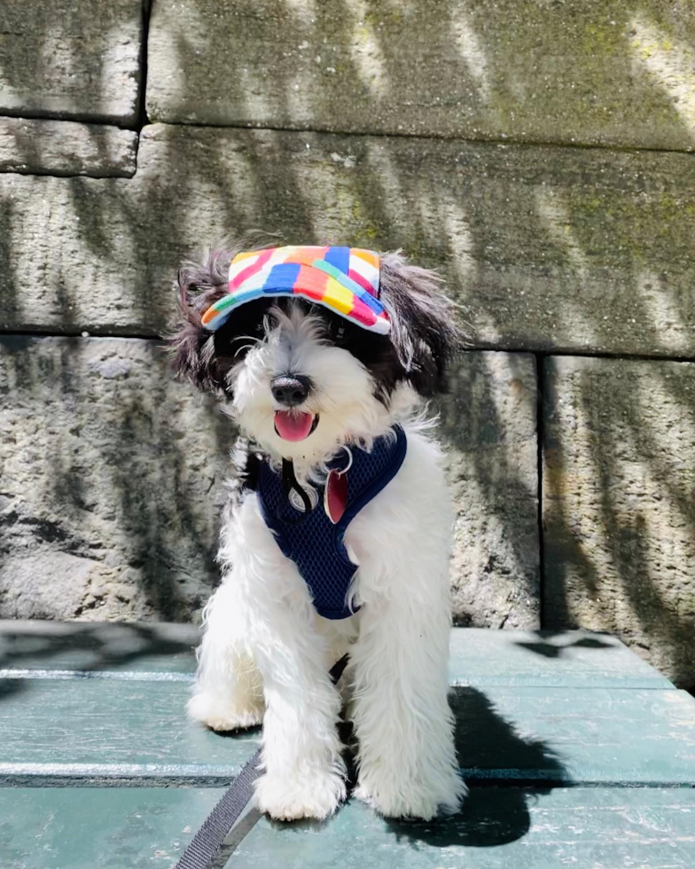 Fluffy Havanese Pup in New York NY