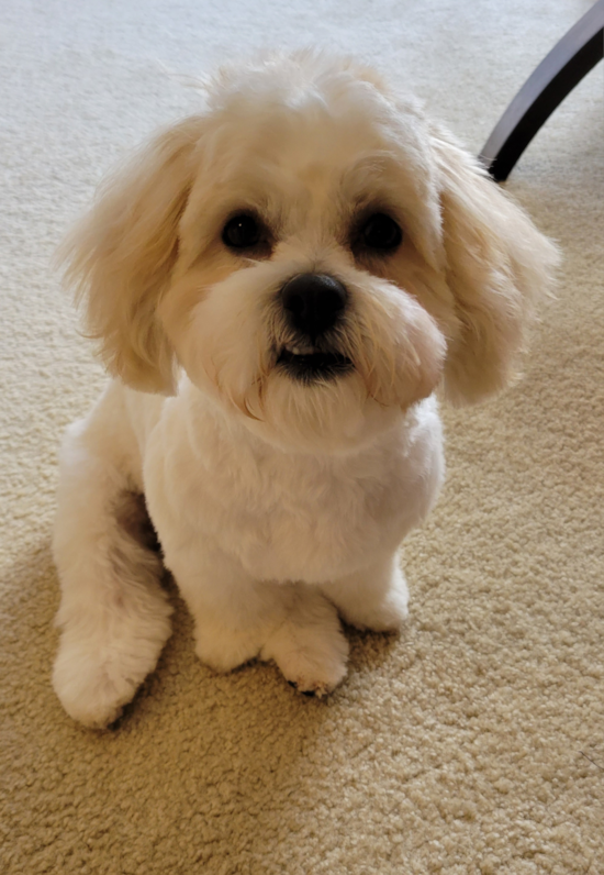 Cute Teddy Bear Pup in