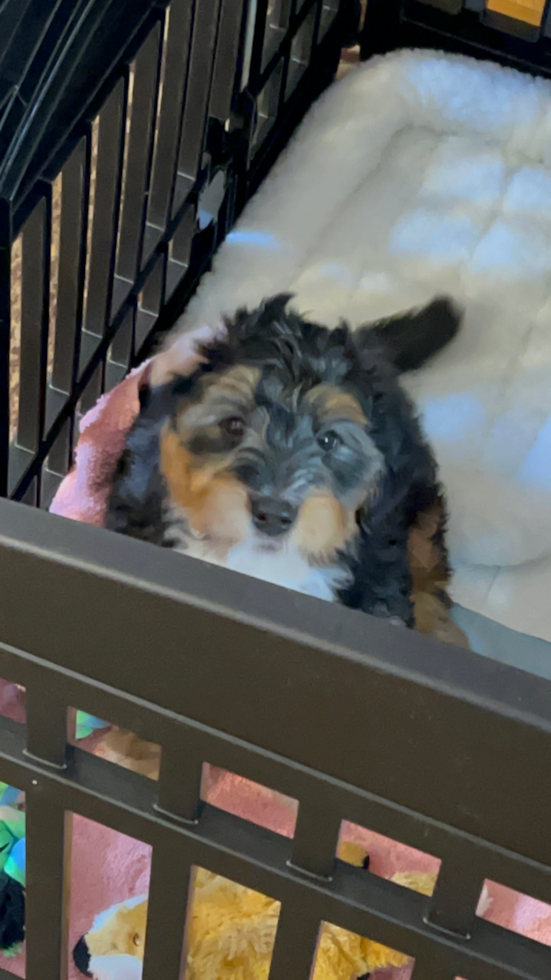 Friendly Mini Bernedoodle Pup in