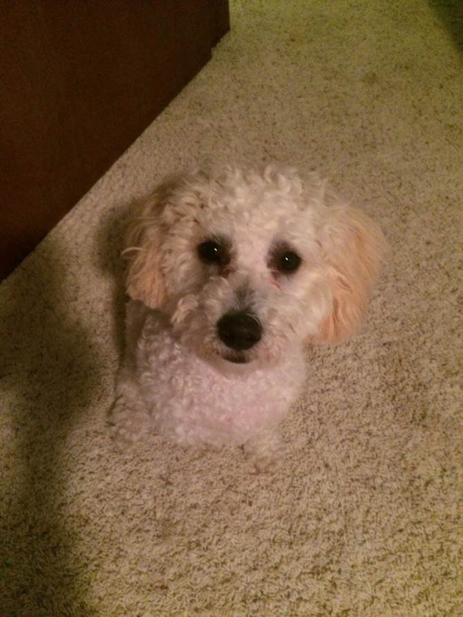 Beau - Cavapoo Puppy For Sale Premier Pups Beau - Cavapoo Puppy For Sale Premier Pups