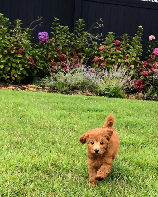 Adorable Golden Retriever Poodle Mix Pup