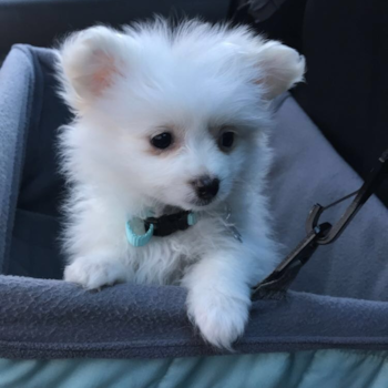 Sky, a Maltipom puppy from Pasadena, CA Sky, a Maltipom puppy from Pasadena, CA