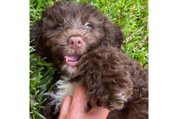 Sweet Portuguese Water Dog Purebred Puppy