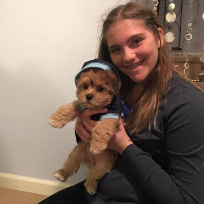 Teddy previously Jackson - Morkie Puppy For Sale Premier Pups Teddy previously Jackson - Morkie Puppy For Sale Premier Pups