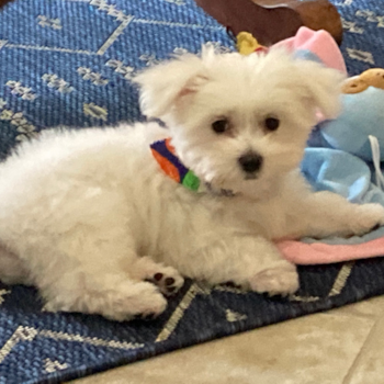 Jon Snow, a Maltese puppy from Tampa, FL Jon Snow, a Maltese puppy from Tampa, FL