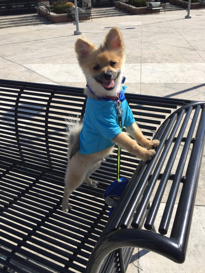 Bear - Pomeranian Puppy For Sale Premier Pups Bear - Pomeranian Puppy For Sale Premier Pups