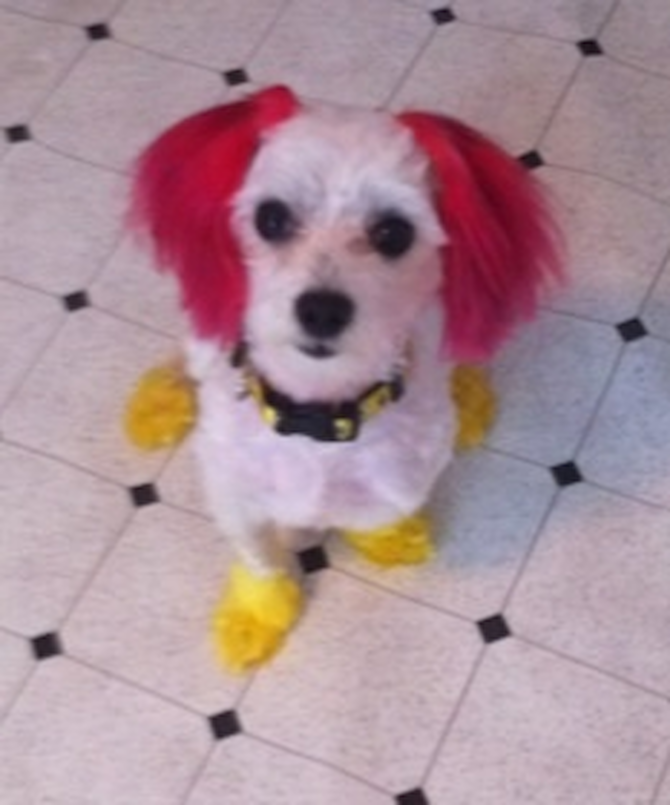Chi Chi - Maltese Puppy For Sale Premier Pups Chi Chi - Maltese Puppy For Sale Premier Pups