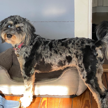 Sweet Mini Bernedoodle Pup