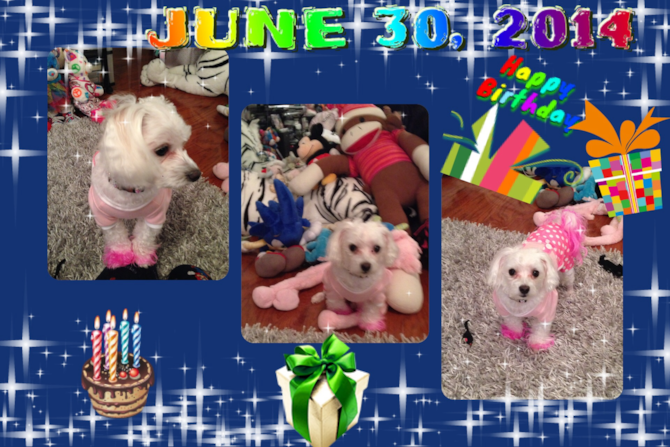 Chi Chi - Maltese Puppy For Sale Premier Pups Chi Chi - Maltese Puppy For Sale Premier Pups