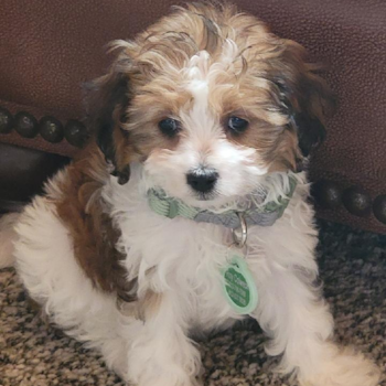 Harley (formerly Hildee), a Cavapoo puppy from Lawrenceburg Indiana Harley (formerly Hildee), a Cavapoo puppy from Lawrenceburg Indiana