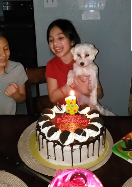 Small Maltese Purebred Pup