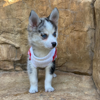 APOLLO, a Pomsky puppy from Beverly Hills CA