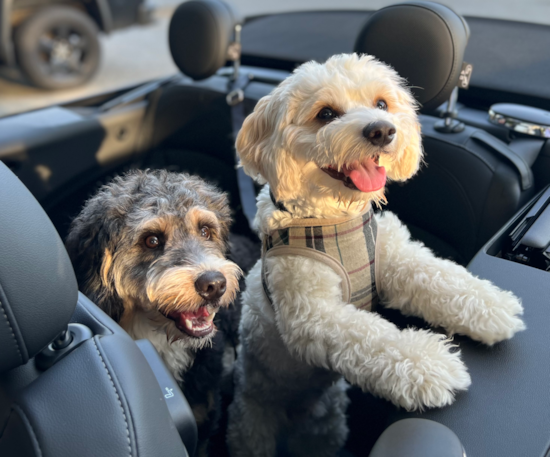 Friendly Cavachon Pup