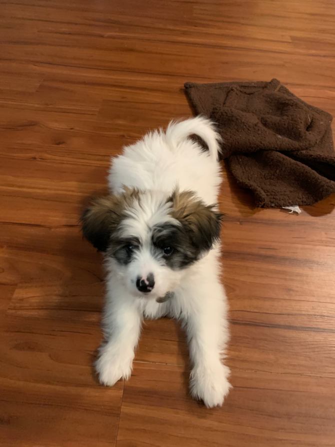 Cody aka Kenan - Shih Pom Puppy For Sale - Premier Pups