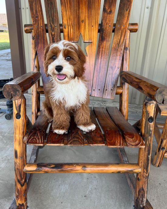 Adorable Cavoodle Poodle Mix Pup