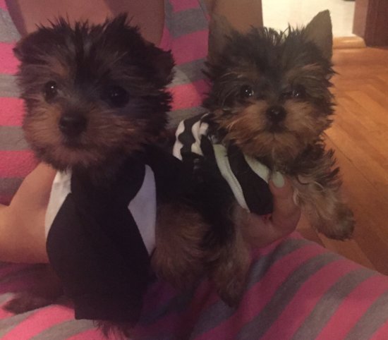 Fluffy Yorkshire Terrier Pup in Lawrence MA