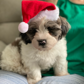 Buster, a Shih Poo puppy from Surprise,Az Buster, a Shih Poo puppy from Surprise,Az