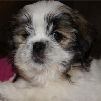Mugsey (formally names Matthew), a Shih Tzu puppy from King of Prussia, PA 