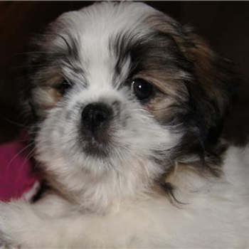 Mugsey (formally names Matthew), a Shih Tzu puppy from King of Prussia, PA Mugsey (formally names Matthew), a Shih Tzu puppy from King of Prussia, PA