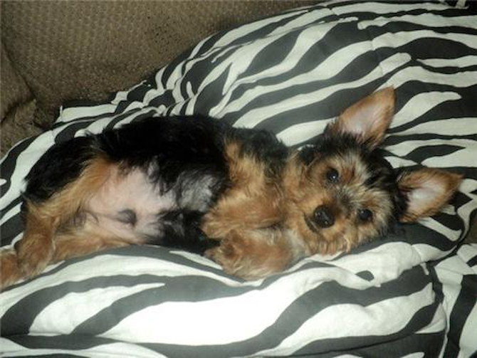Roscoe - Yorkshire Terrier Puppy For Sale Premier Pups Roscoe - Yorkshire Terrier Puppy For Sale Premier Pups