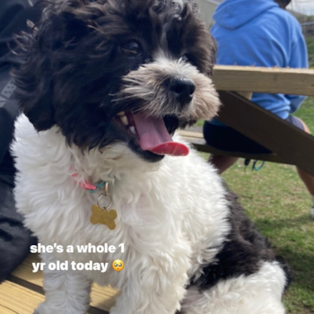 Mochi, a Shih Poo puppy from Lawrence MA