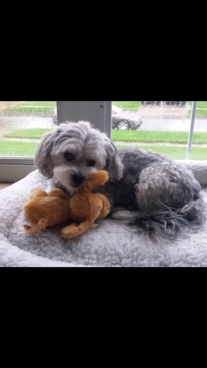 Bentley - Morkie Puppy For Sale Premier Pups Bentley - Morkie Puppy For Sale Premier Pups