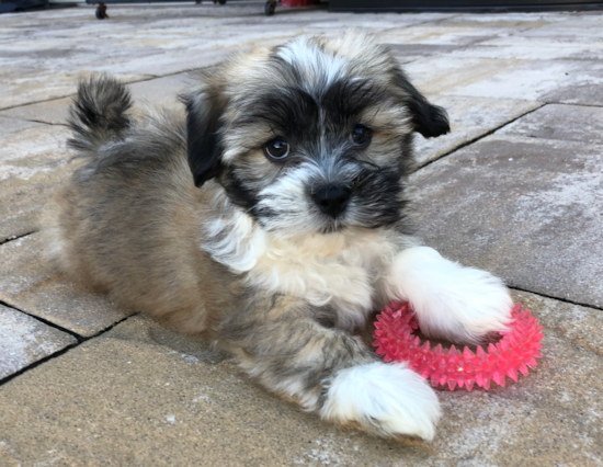 Akc Registered Havanese Pup