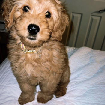 Stella Mae, a Mini Goldendoodle puppy from louisville  KY