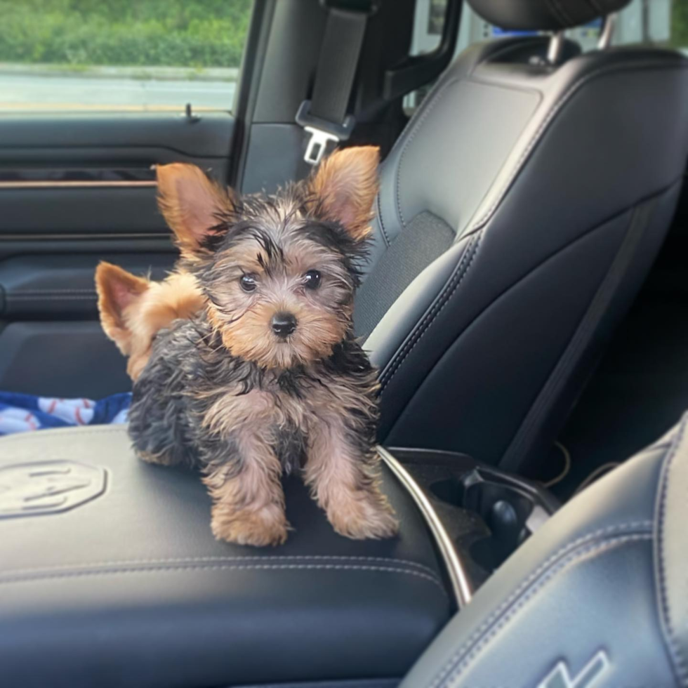 Happy Yorkshire Terrier Pup in Coventry RI