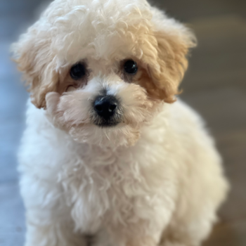 Cute Poochon Pup